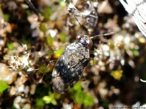 Image of common shorebug