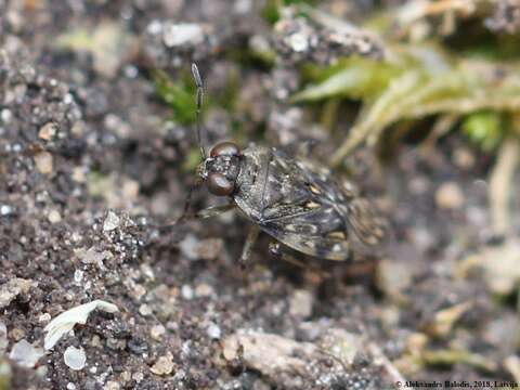 Image of common shorebug