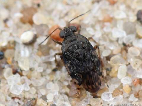 Image of common shorebug