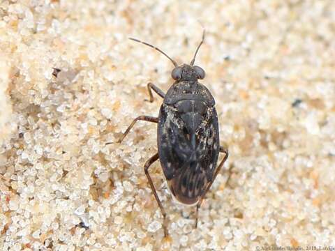 Image of common shorebug