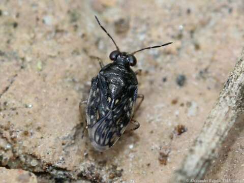 Image of common shorebug