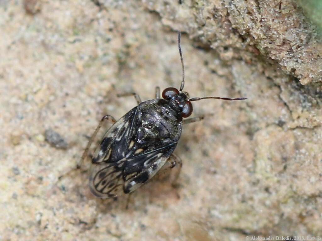 Image of common shorebug