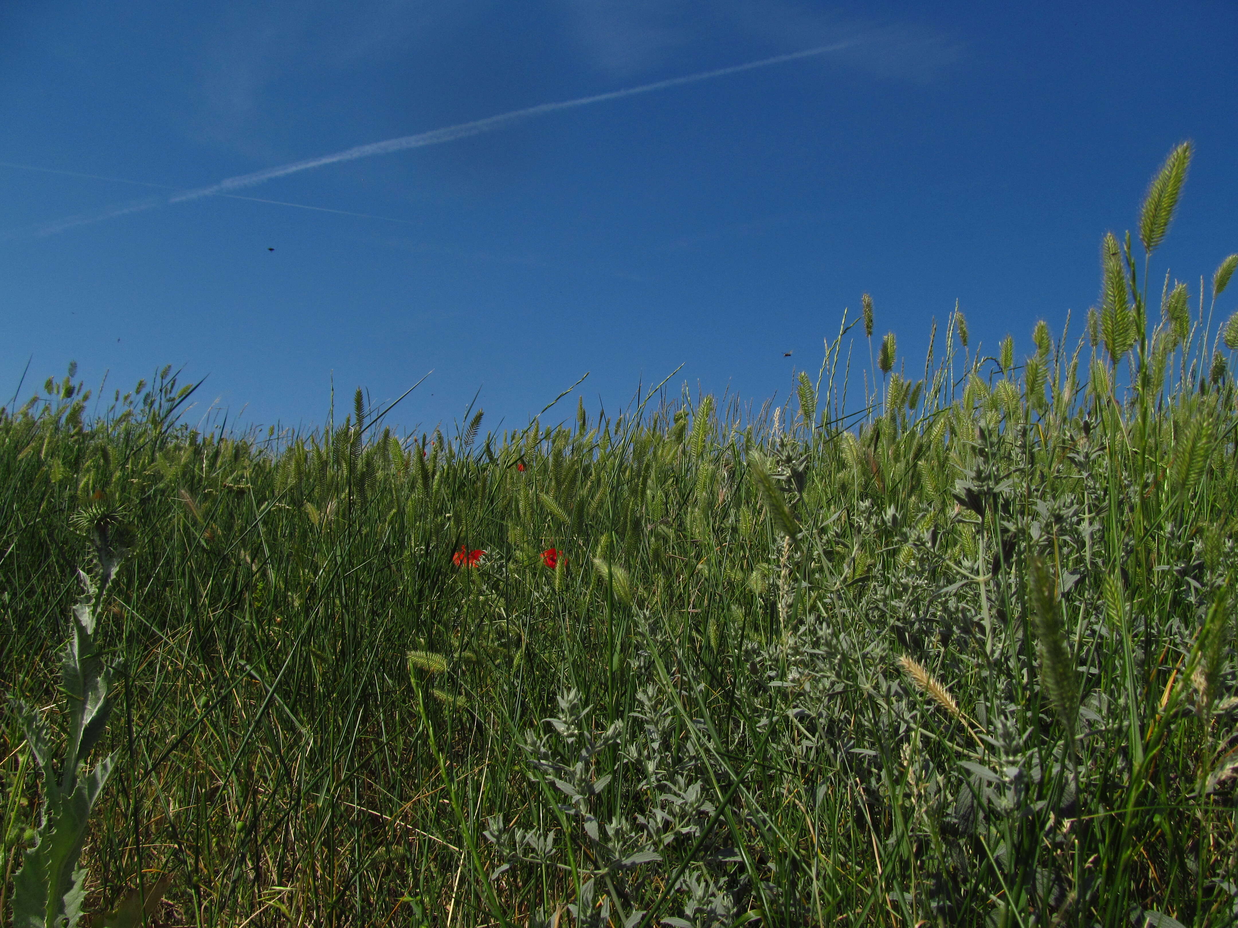 Image of wheatgrass