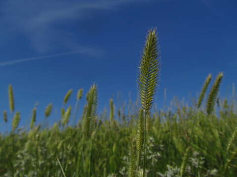 Image of wheatgrass