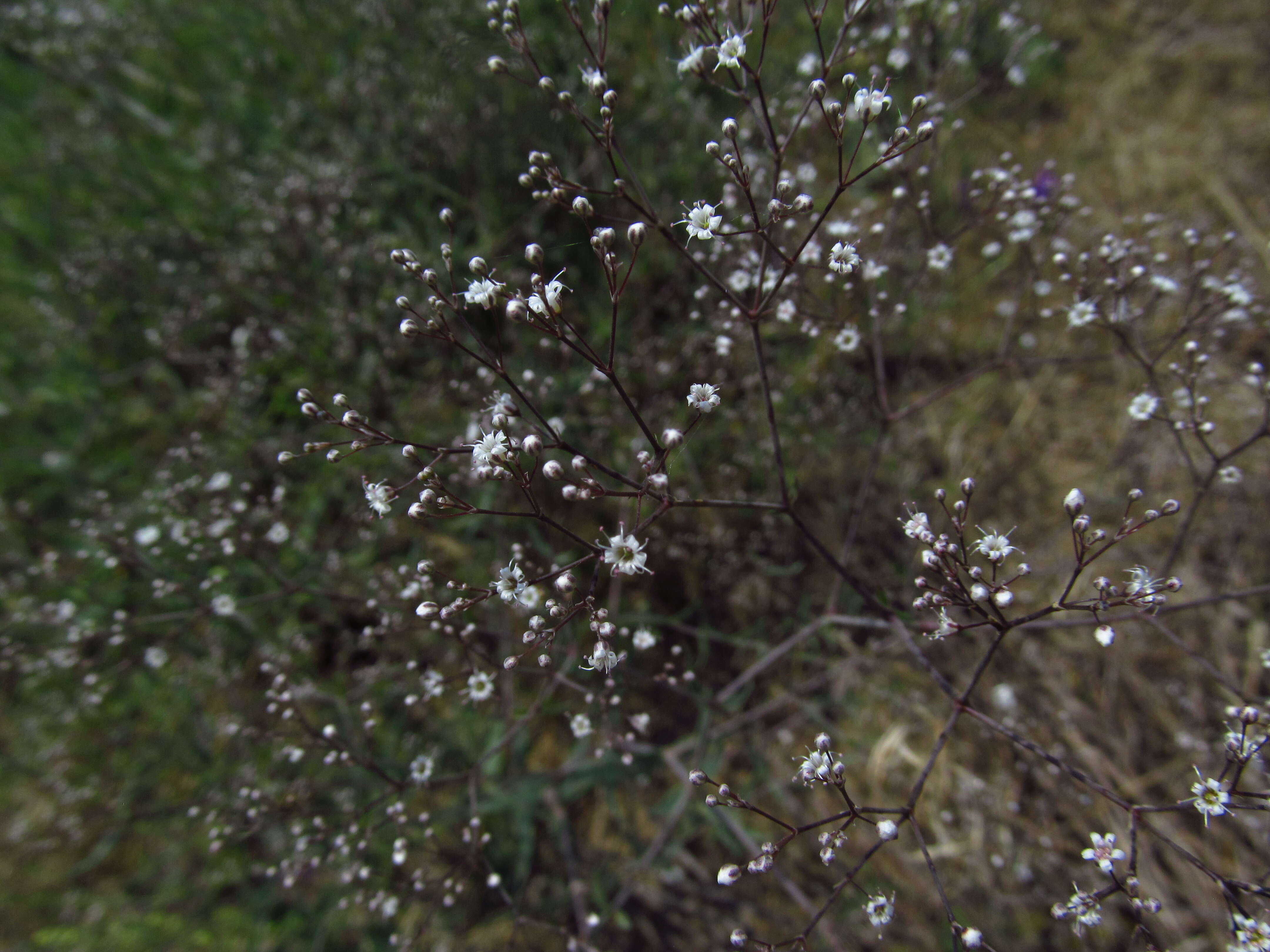 Image de Gypsophila paniculata L.