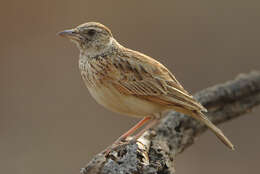 Image of Rufous-naped Lark