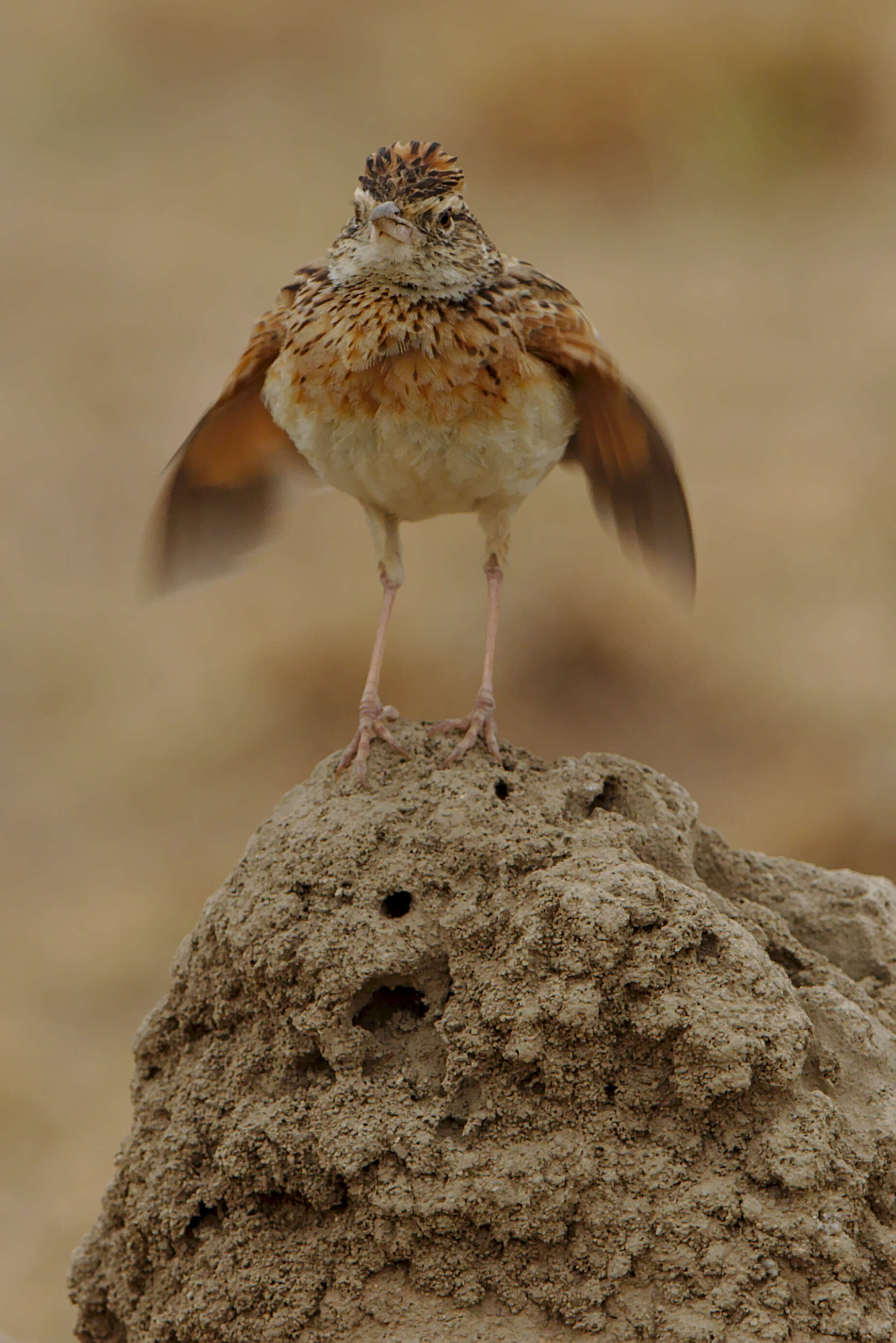 Image of Rufous-naped Lark