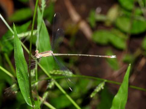 Image of Emerald Spreadwing