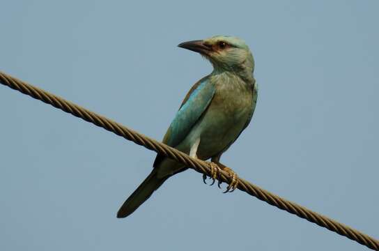 Image of European Roller