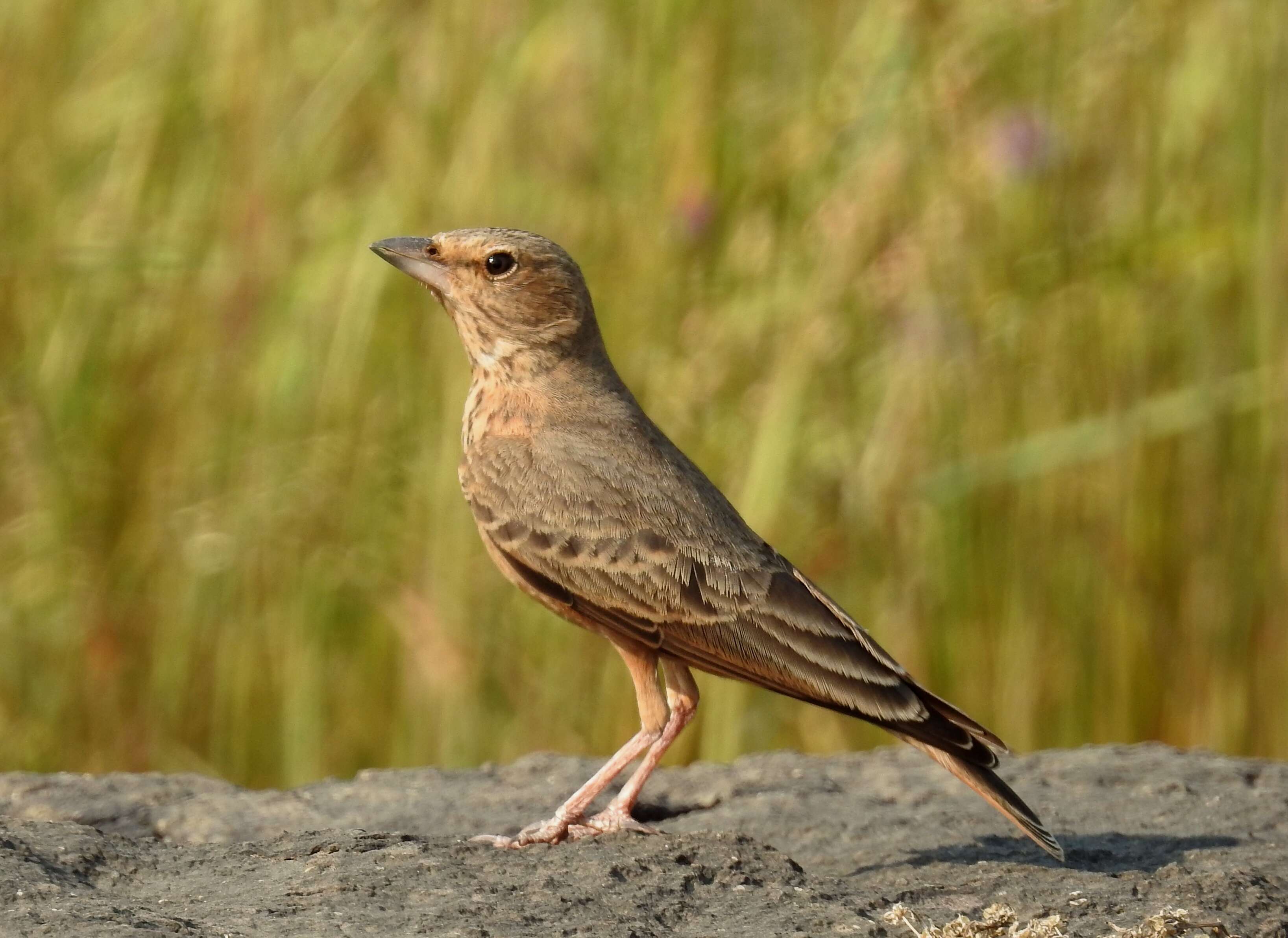 Image of Rufous-tailed Lark