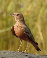 Image of Rufous-tailed Lark