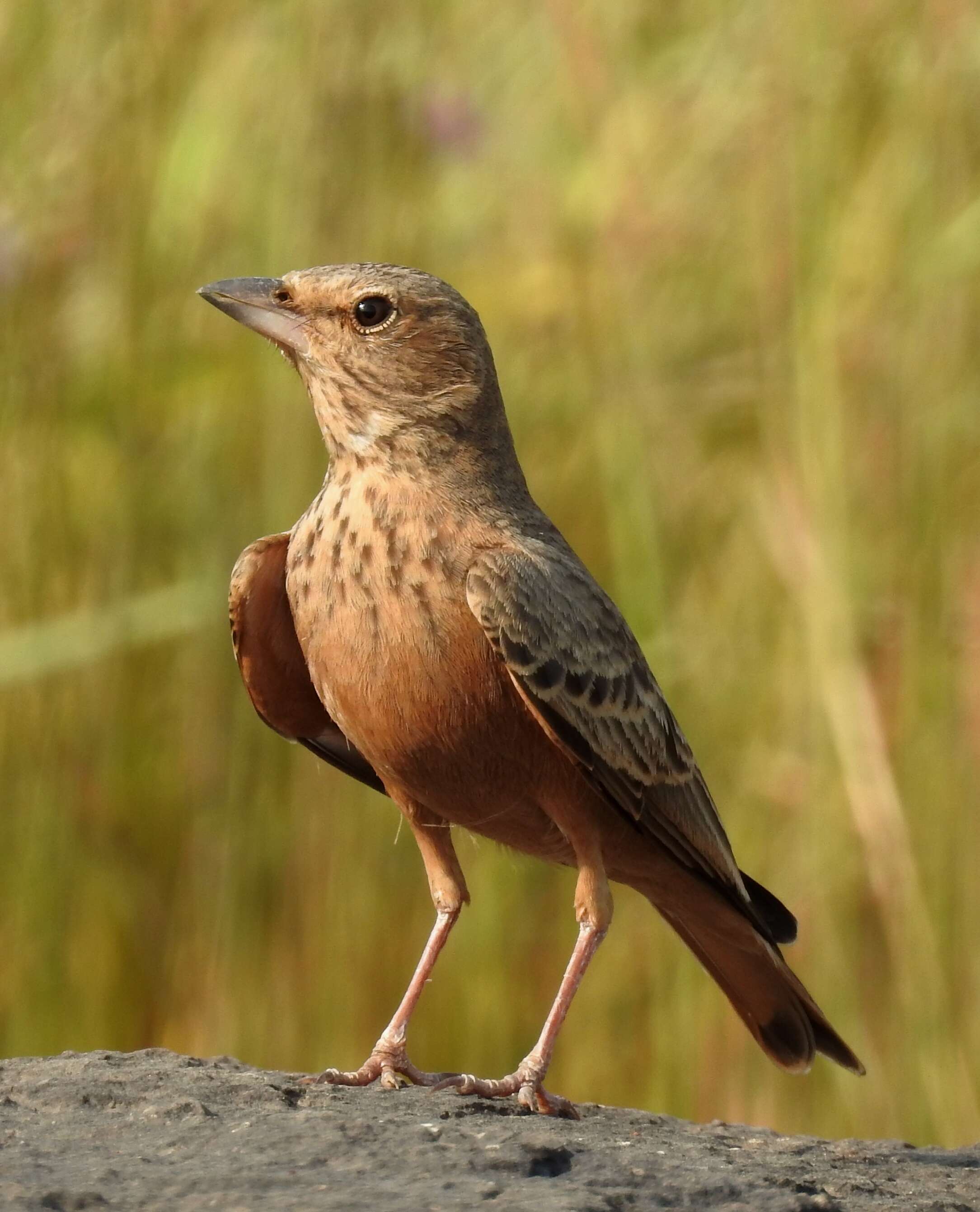 Image of Rufous-tailed Lark