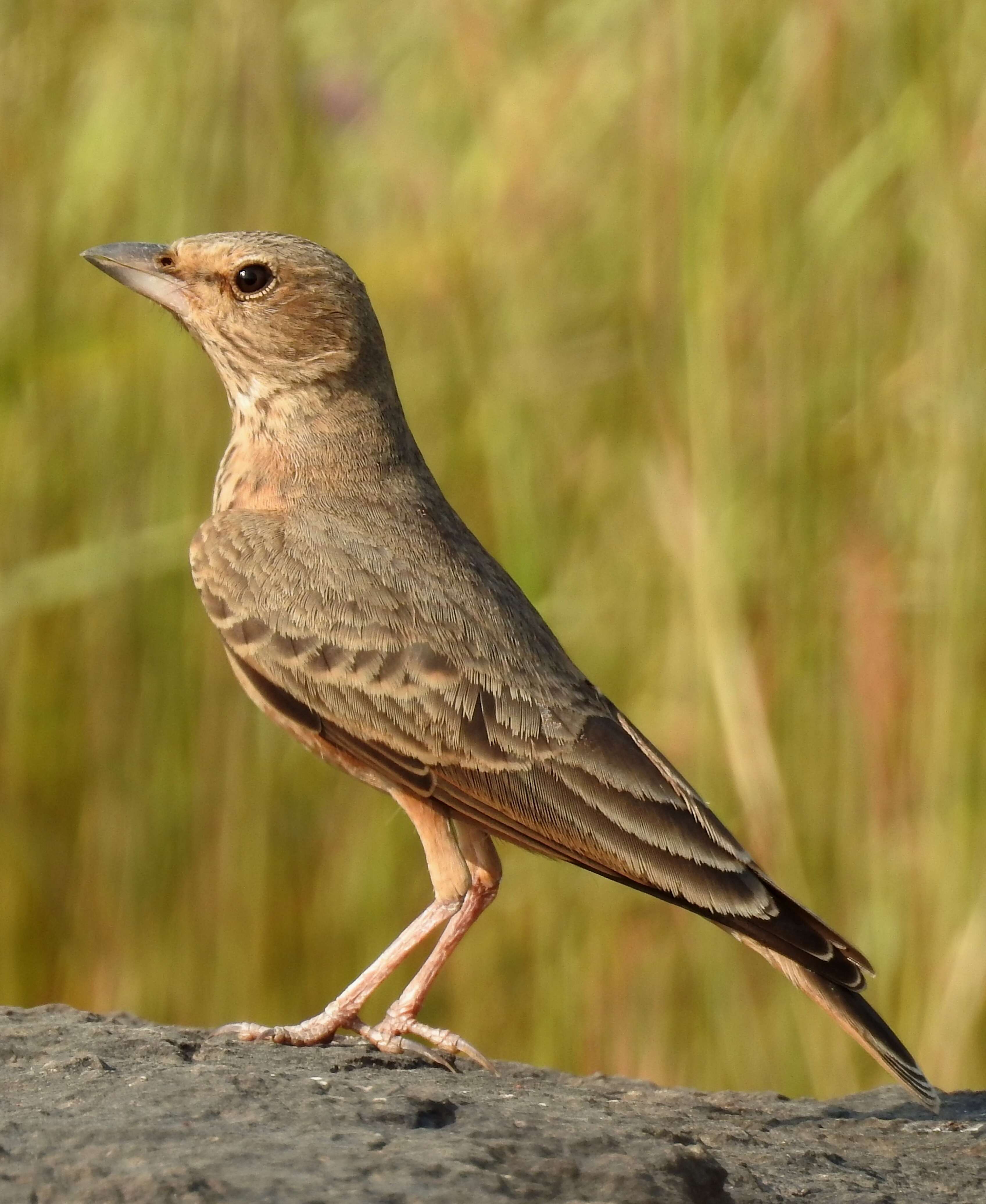 Image of Rufous-tailed Lark