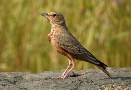 Image of Rufous-tailed Lark