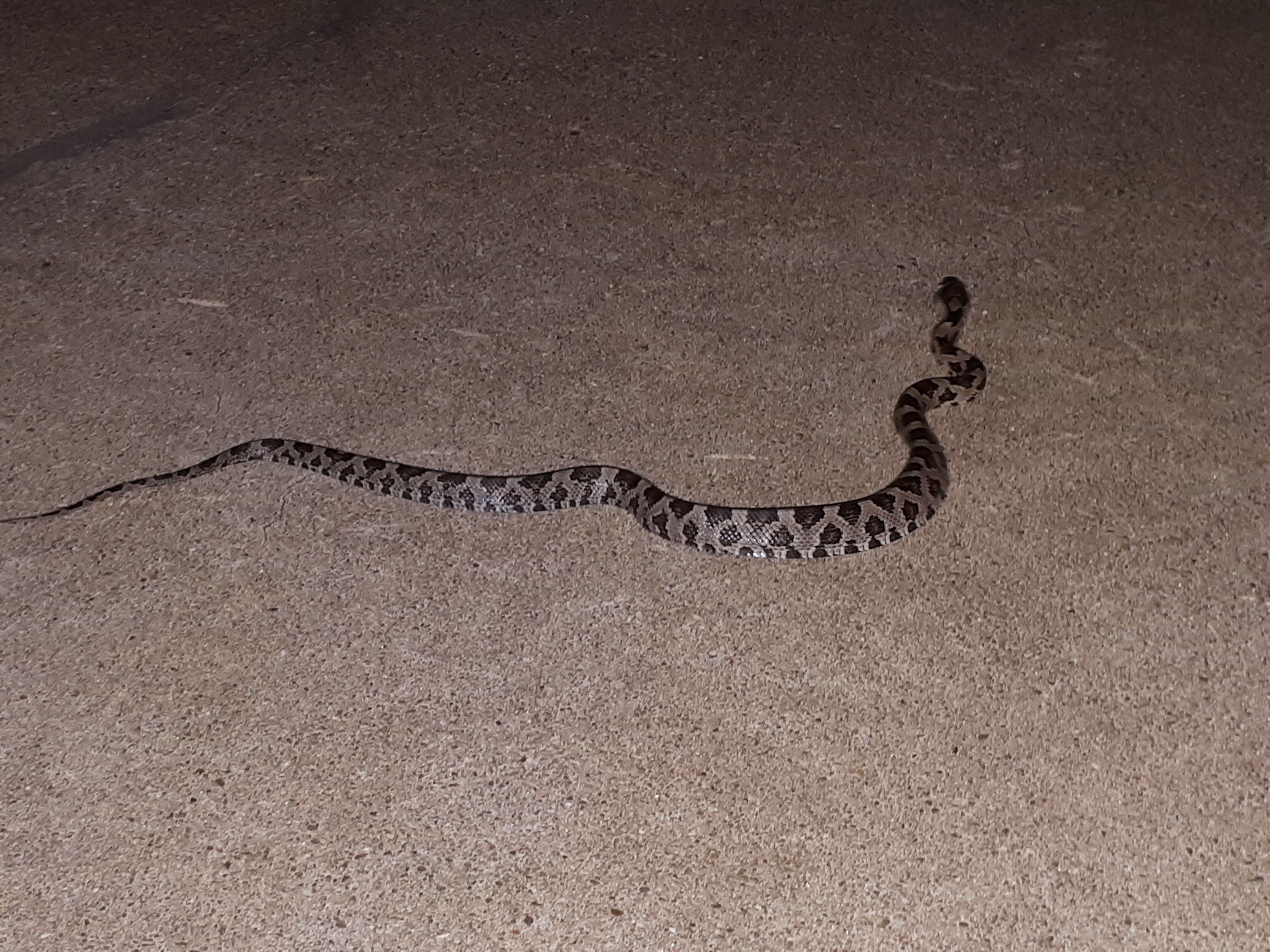 Image of Great Plains Rat Snake