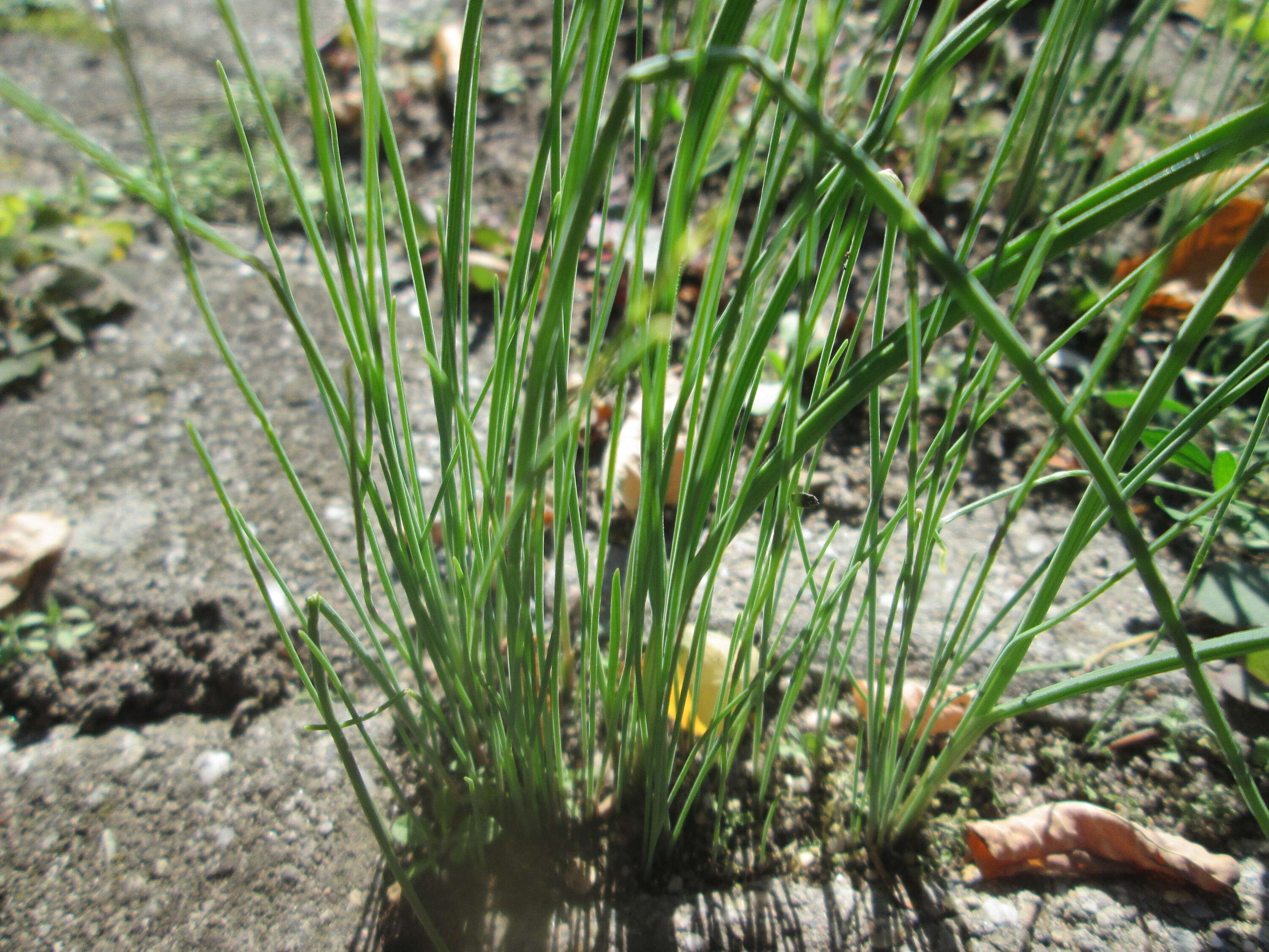 Image of wild chives