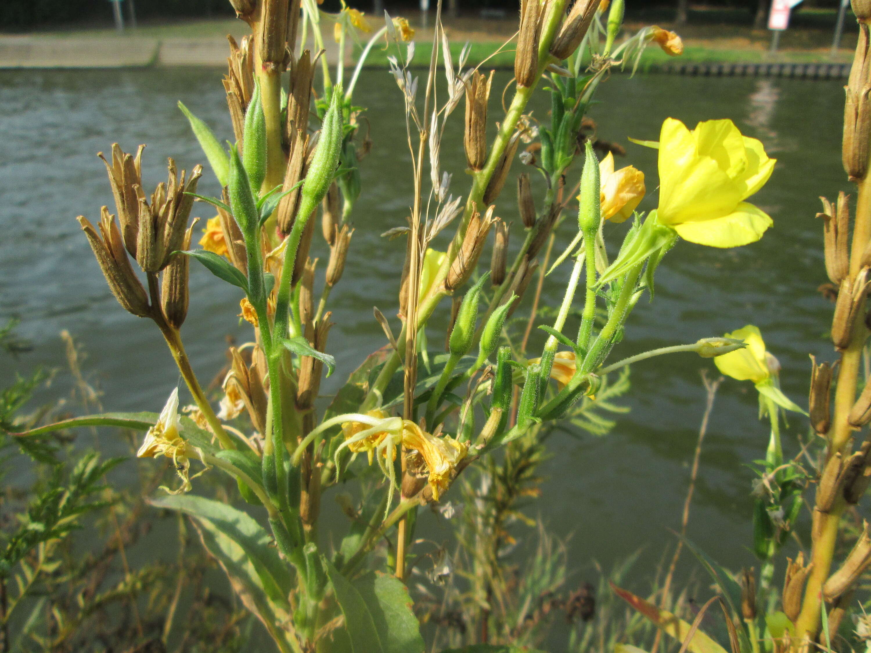 Imagem de Oenothera biennis L.