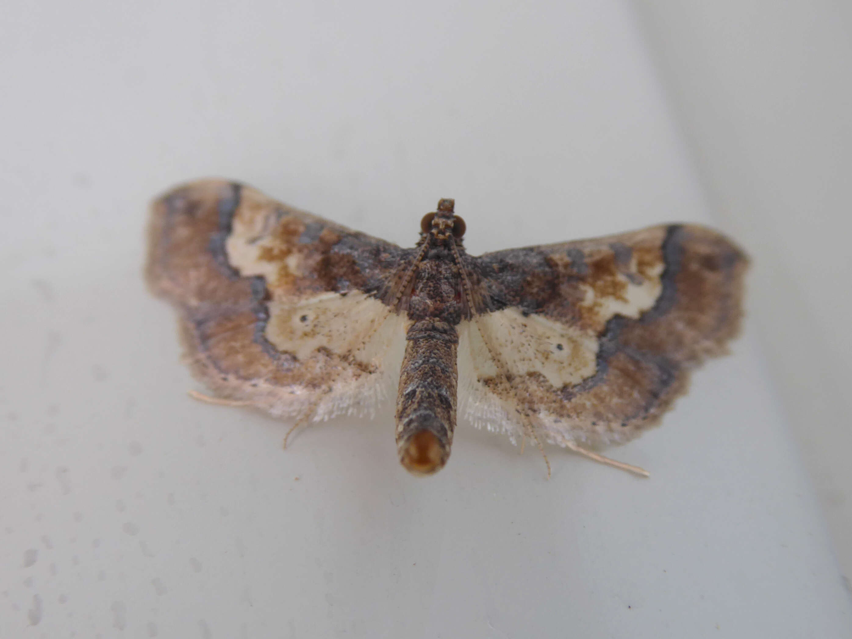 Image of Ornate Hydriris Moth