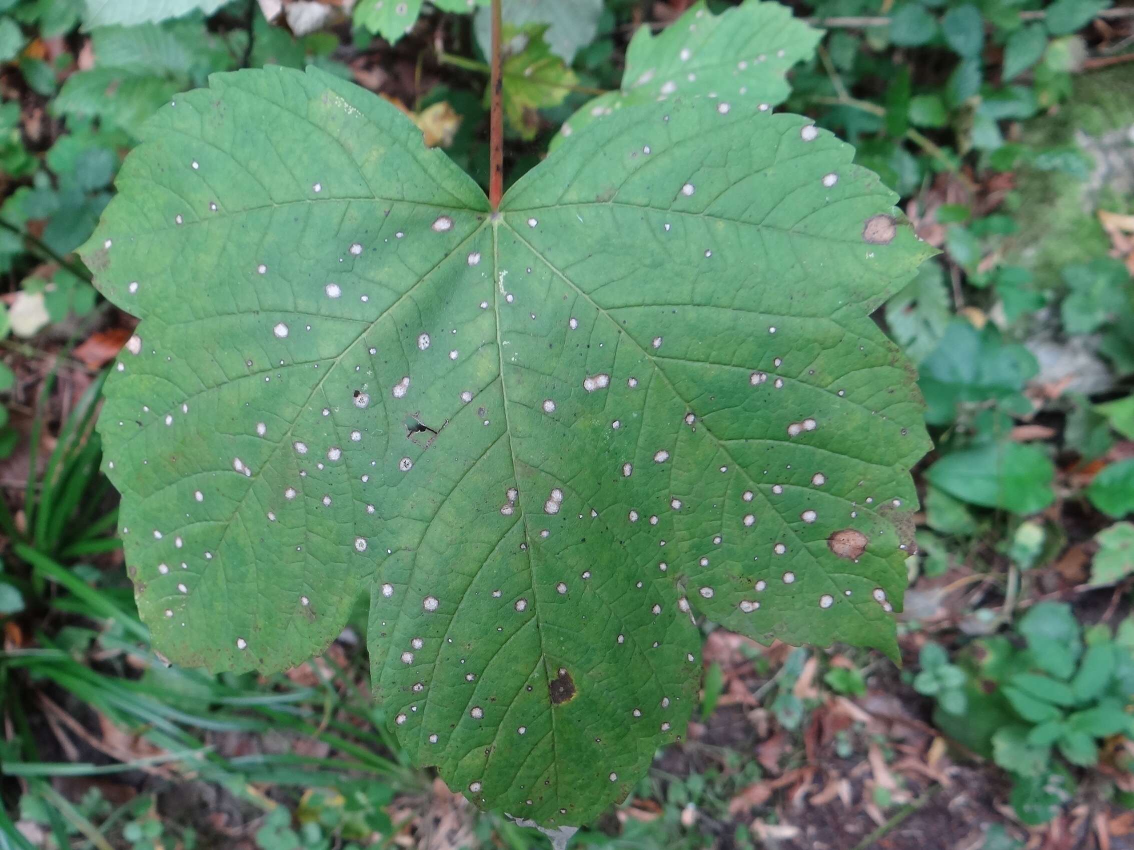 Plancia ëd Cristulariella