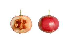 Image of Indian plum