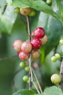 Image of Indian plum