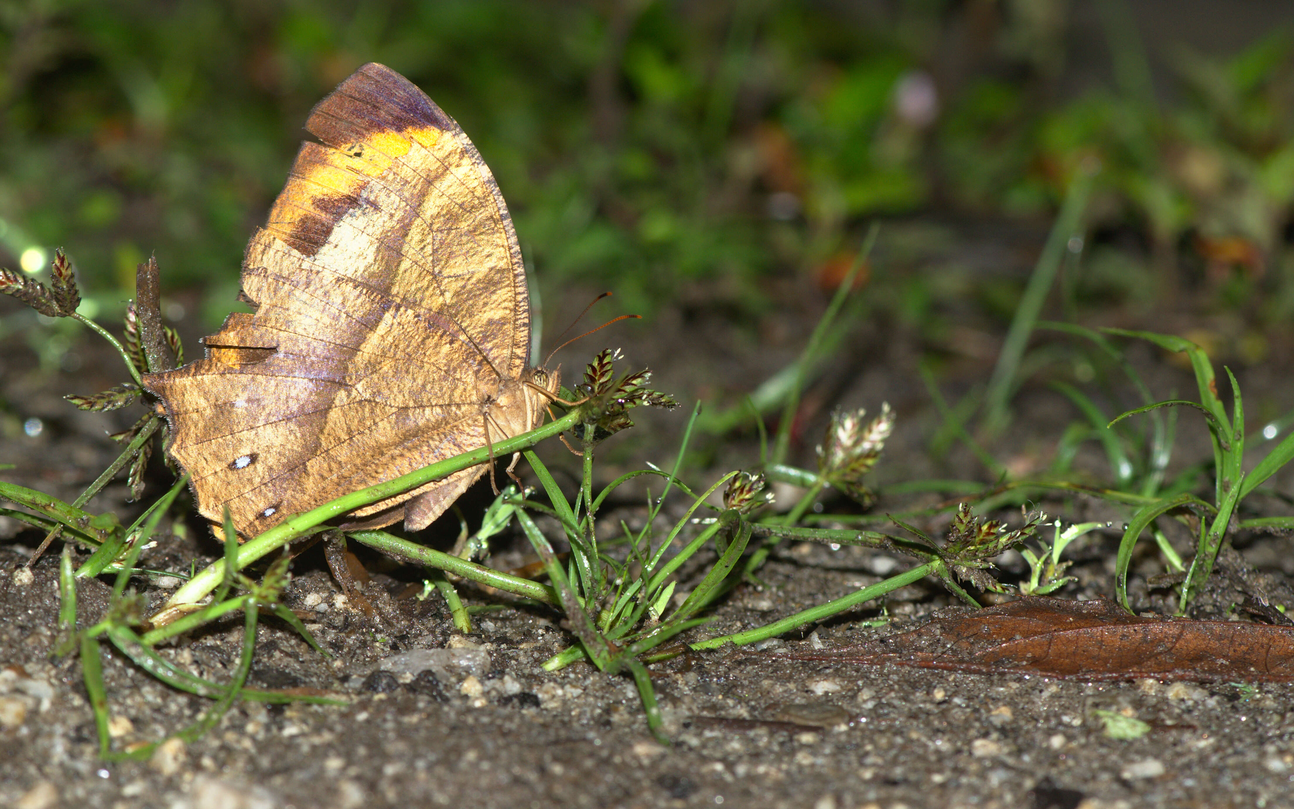 Image of Cyllogenes