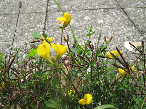 Image of Common Bird's-foot-trefoil