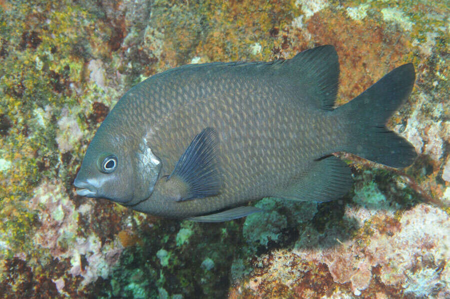 Image of White-ear scalyfin