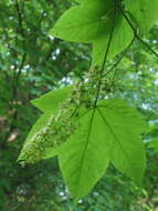 Imagem de Acer pseudoplatanus L.