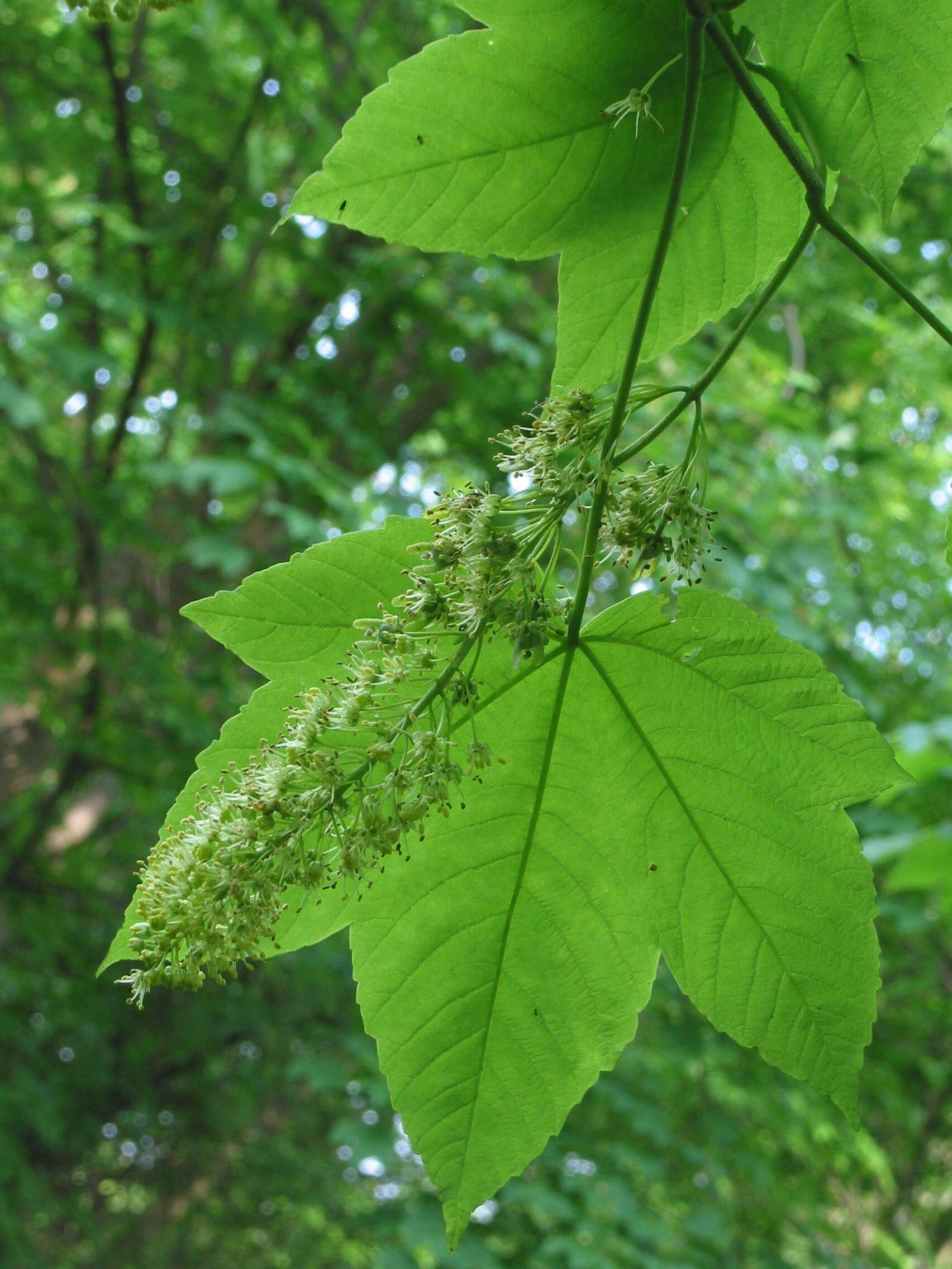 Imagem de Acer pseudoplatanus L.