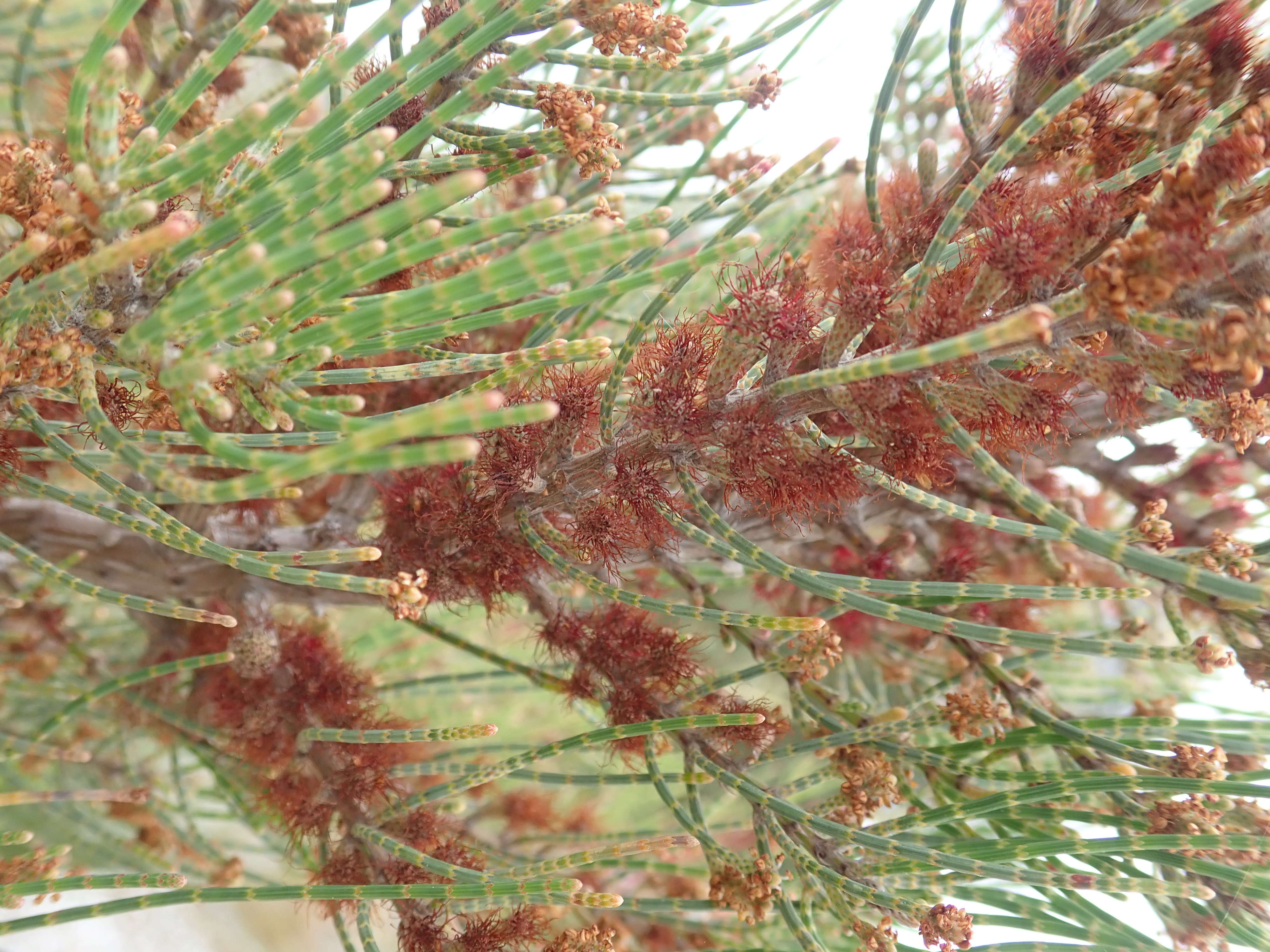 Image of Allocasuarina humilis (Otto & A. Dietr.) L. A. S. Johnson