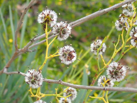 Image of Stirlingia latifolia (R. Br.) Steudel