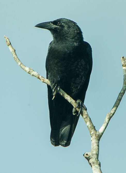 Image of Cuban Crow