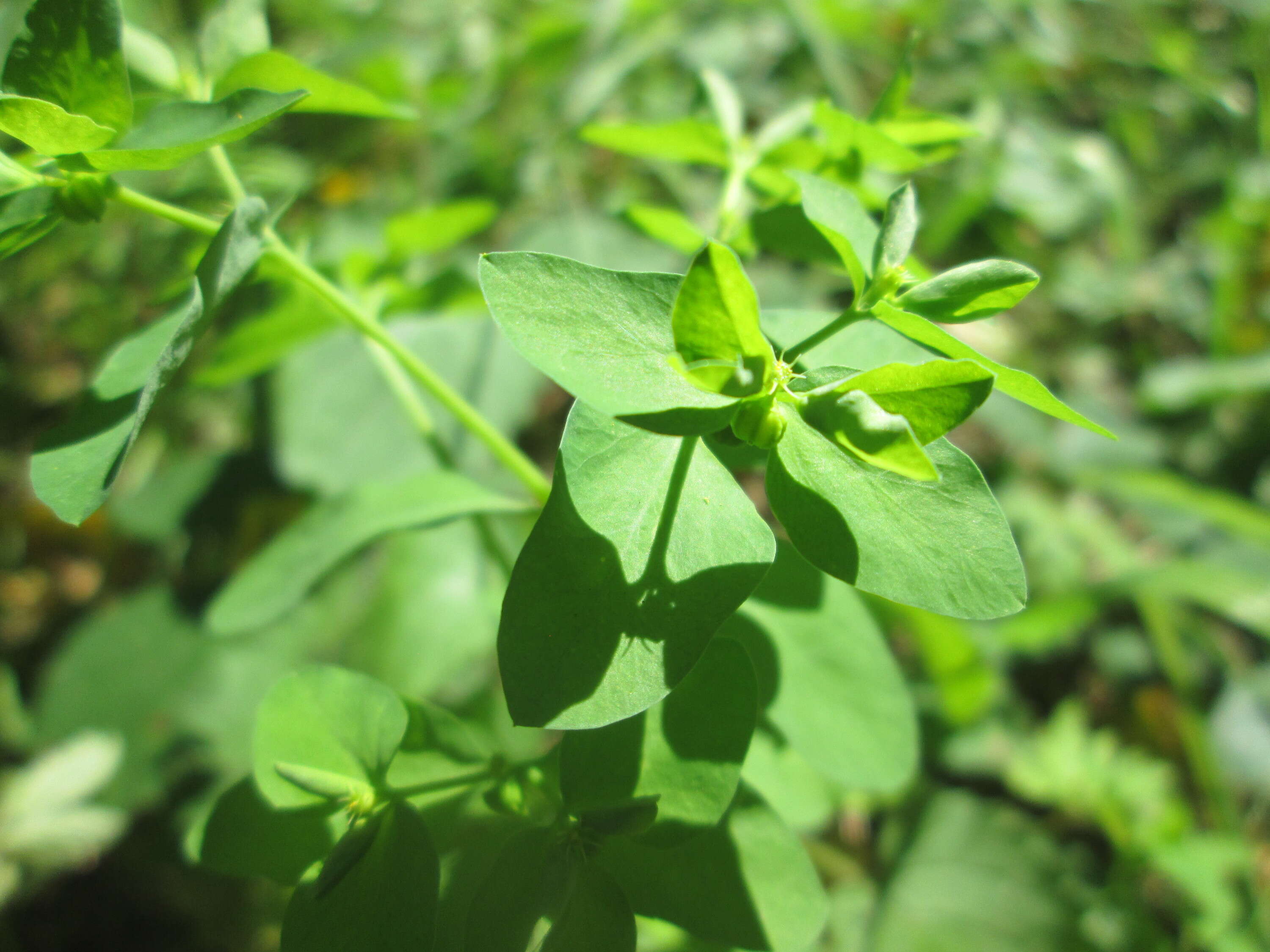 Image of cancer weed