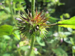 Image of Common hemp nettle