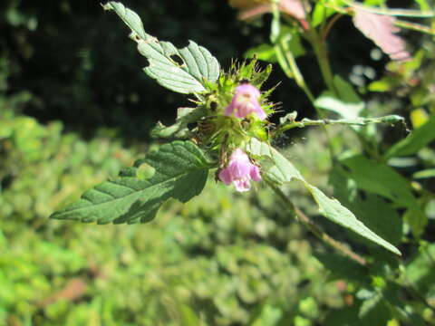 Image of Common hemp nettle