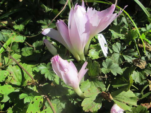 Image of Autumn crocus