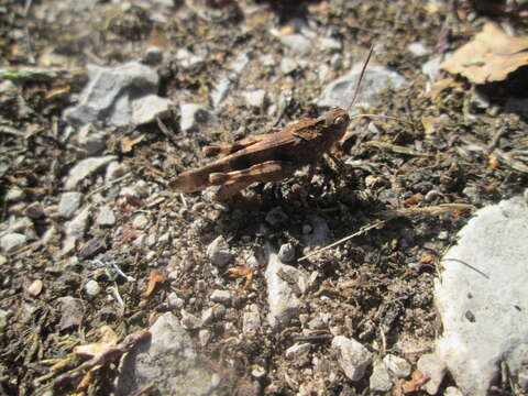 Image of blue-winged grasshopper