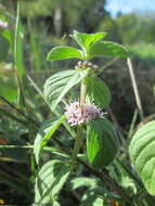 Image of wild mint