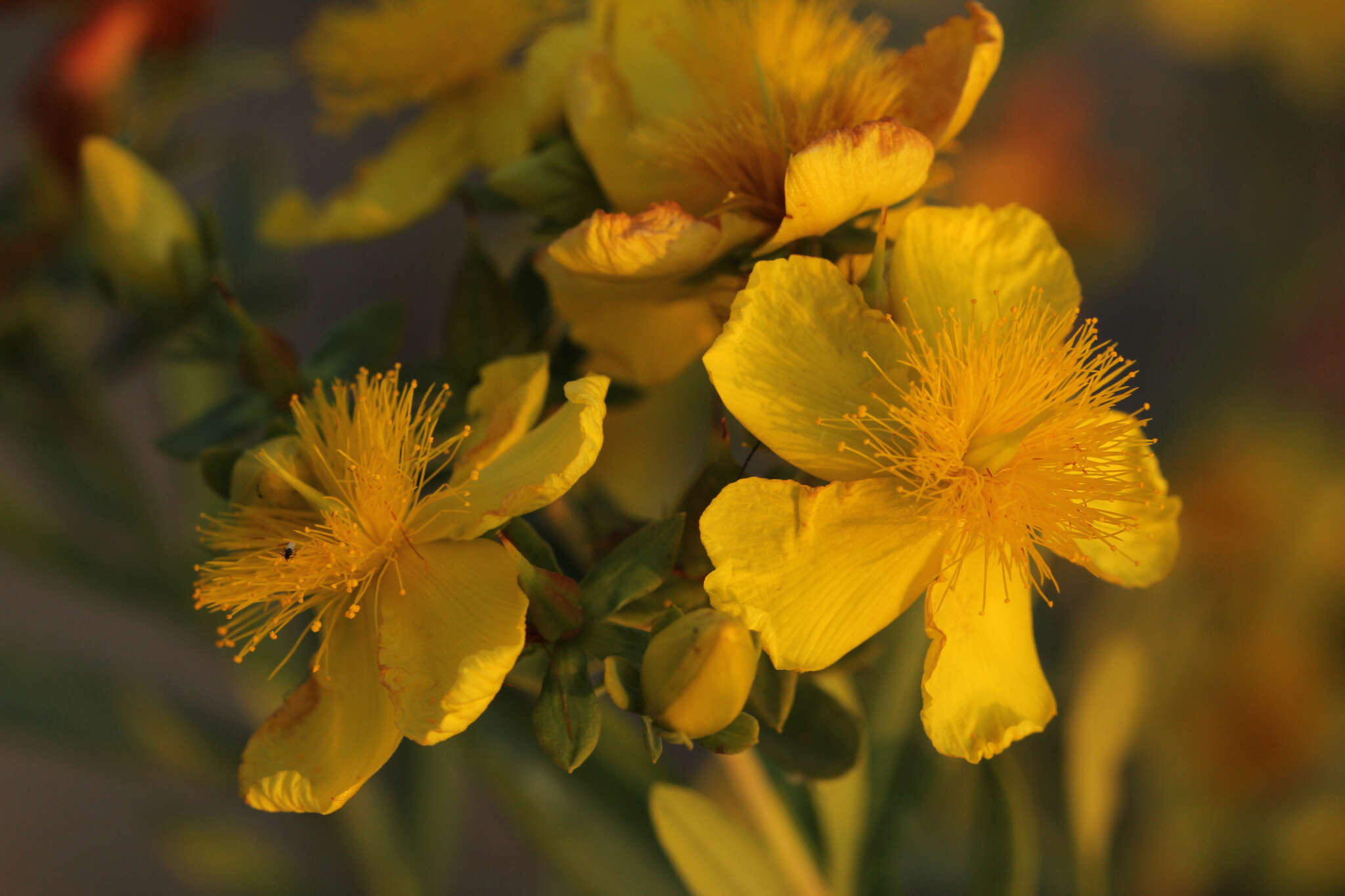 Image of Kalm's St. John's wort