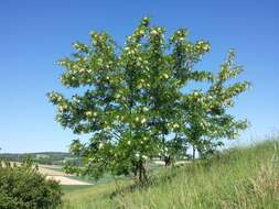 Image of black locust