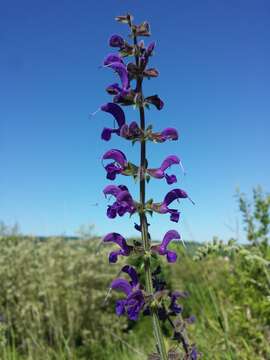 Imagem de Salvia pratensis L.