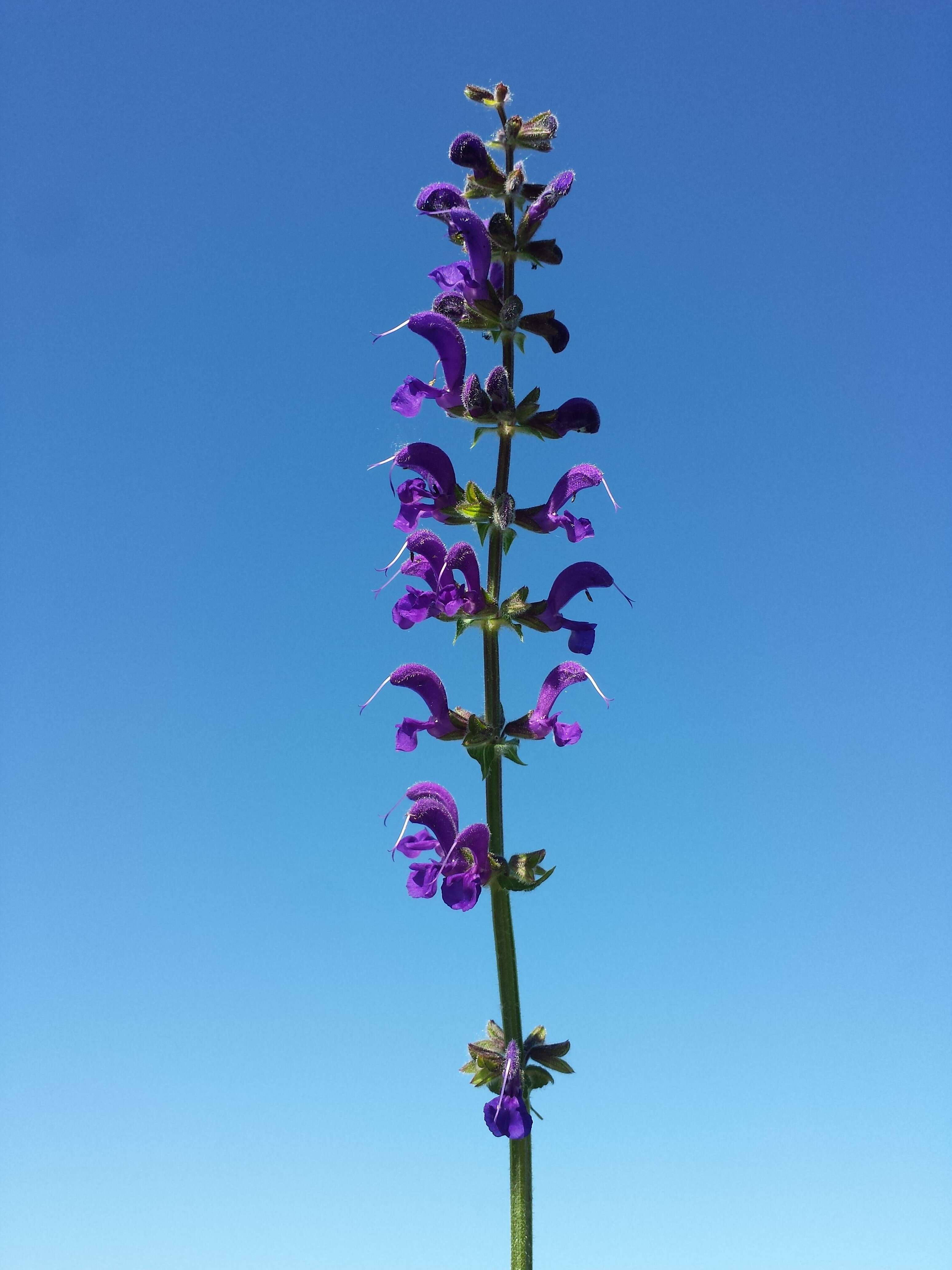 Imagem de Salvia pratensis L.