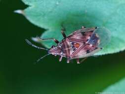 Image of Birch Catkin Bug