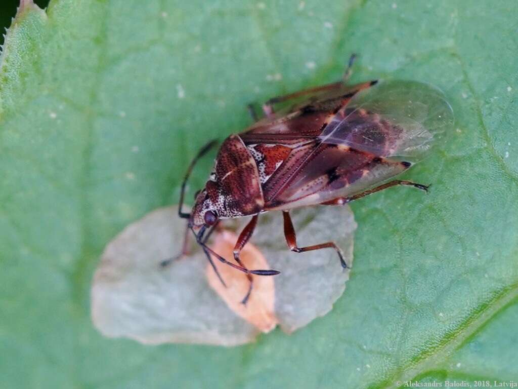 Image of Birch Catkin Bug