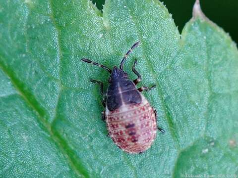 Image of Birch Catkin Bug