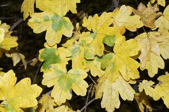 Image of Field Maple