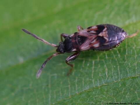 Image of Scolopostethus thomsoni Reuter & O. M. 1874