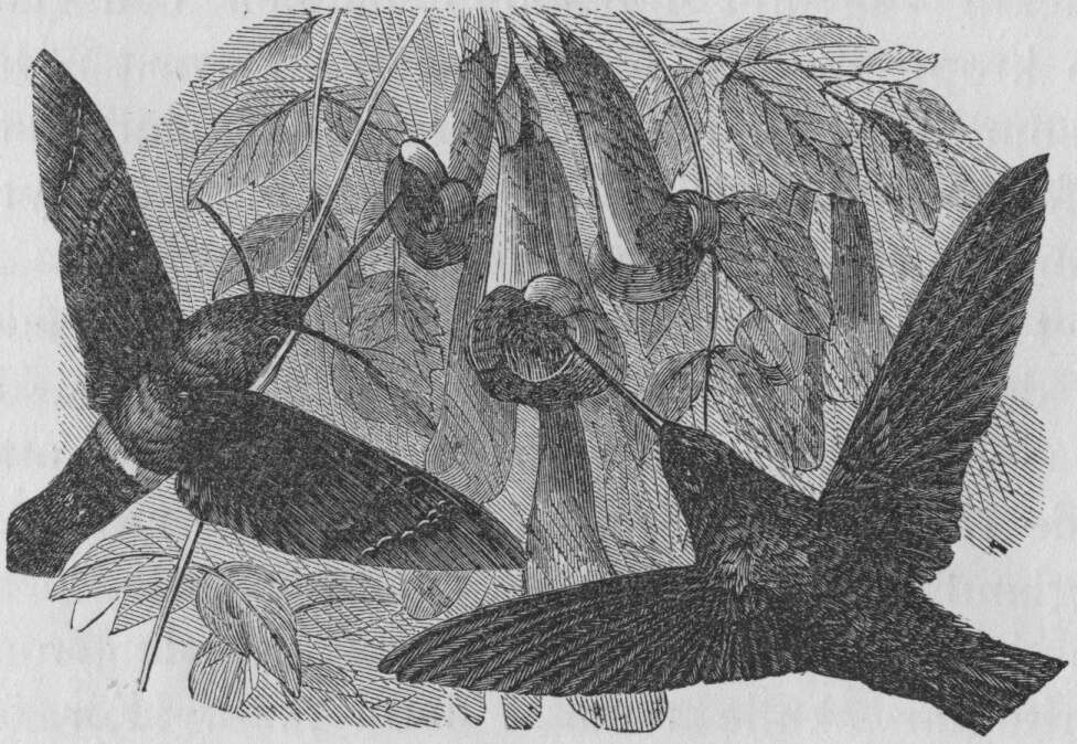 Image of Macroglossum Scopoli 1777