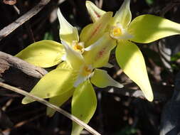 Image de Caladenia flava R. Br.